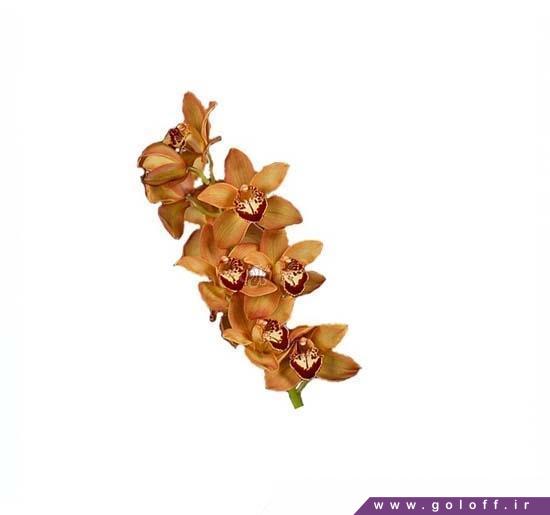 گل ارکیده سیمبیدیوم چارم براون - Cymbidium Orchid | گل آف